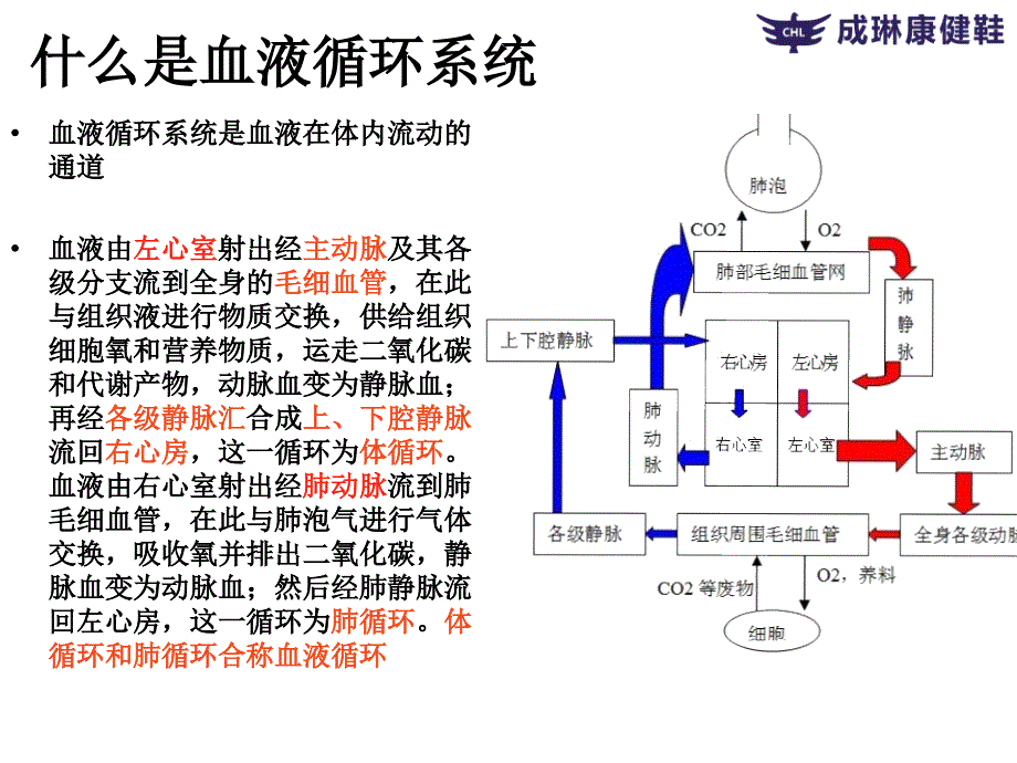 微循环和甲壁微循环检测仪学习.ppt_第2页