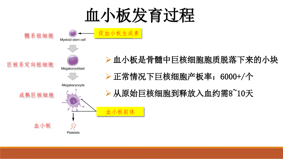 成人原发免疫性血小板减少症诊断与治疗.ppt_第2页