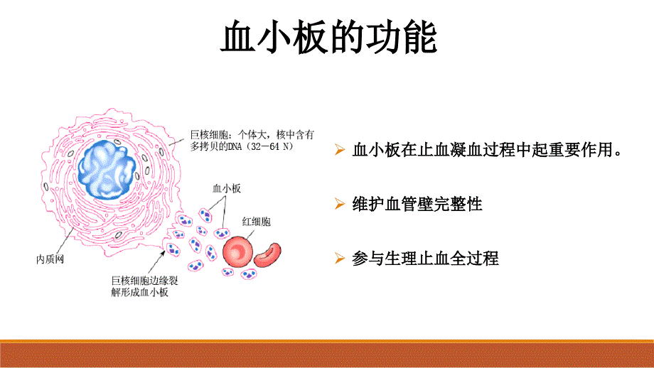 成人原发免疫性血小板减少症诊断与治疗.ppt_第3页
