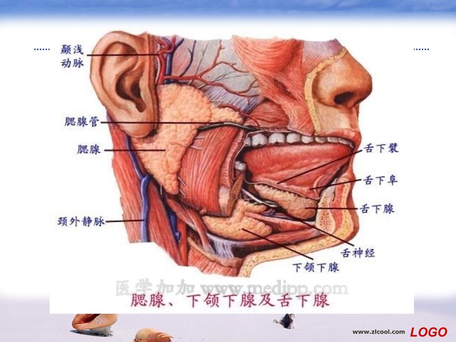 流行性腮腺炎PPT课件.ppt_第3页