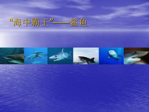 海中霸王鲨鱼PPT课件.ppt
