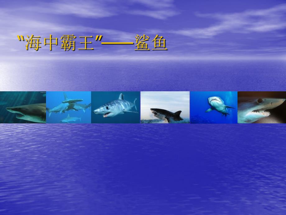 海中霸王鲨鱼PPT课件.ppt_第1页