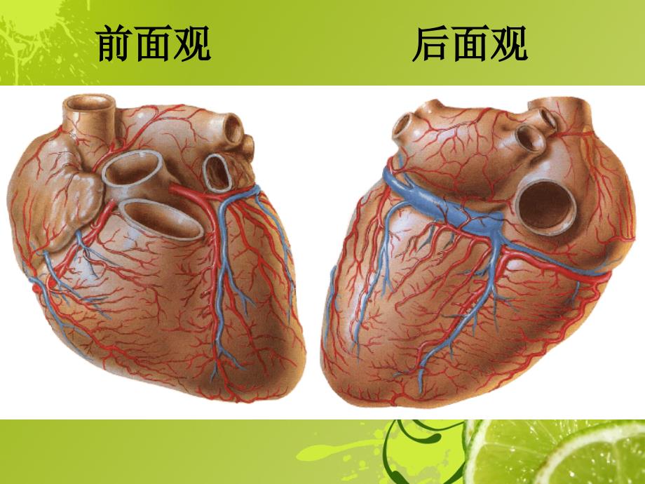 心脏冠状动脉解剖课件.ppt_第3页