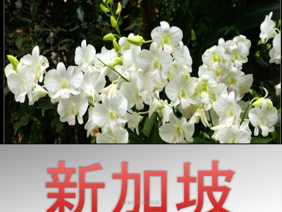 新加坡英语介绍篇.pptx_第1页