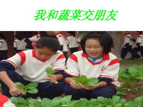 我和蔬菜交朋友小学三年级综合实践课.ppt