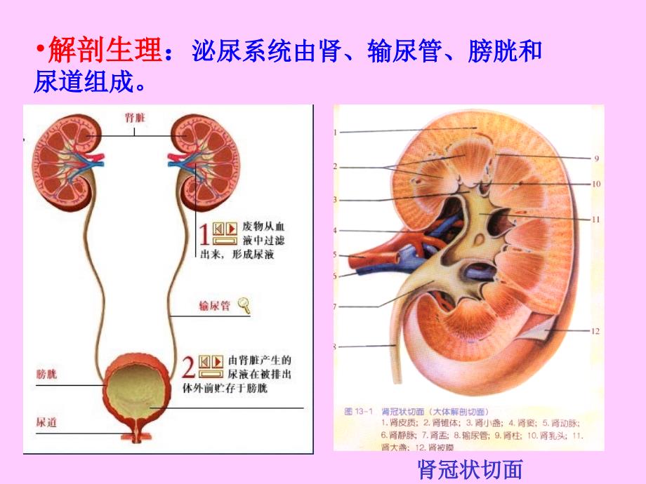 泌尿系统疾病新.ppt_第2页