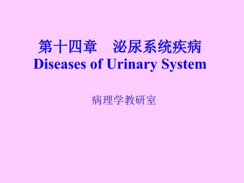 泌尿系统疾病新.ppt