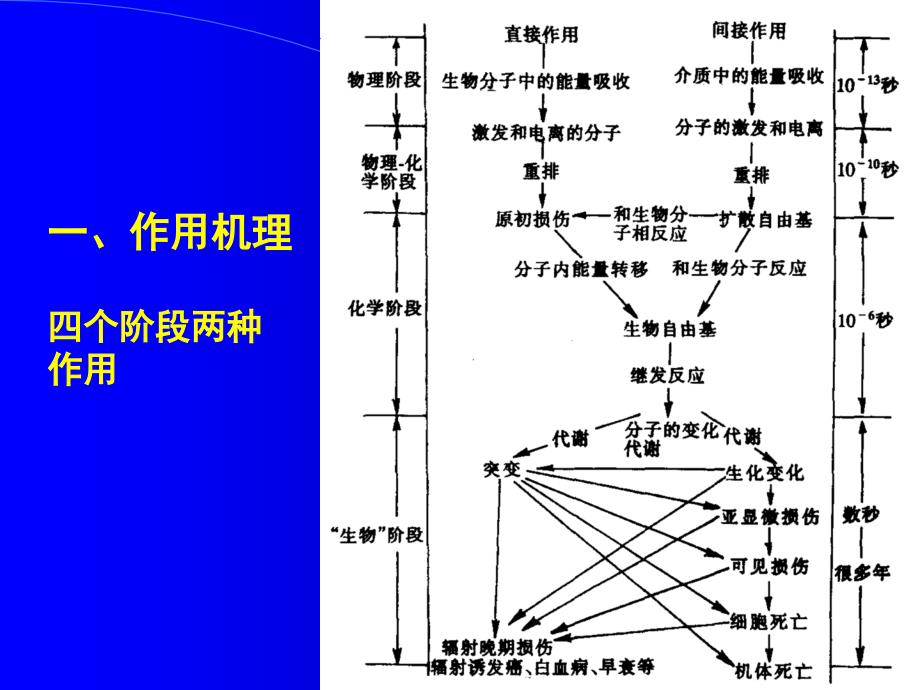 放射生物效应与放射防护.ppt_第2页