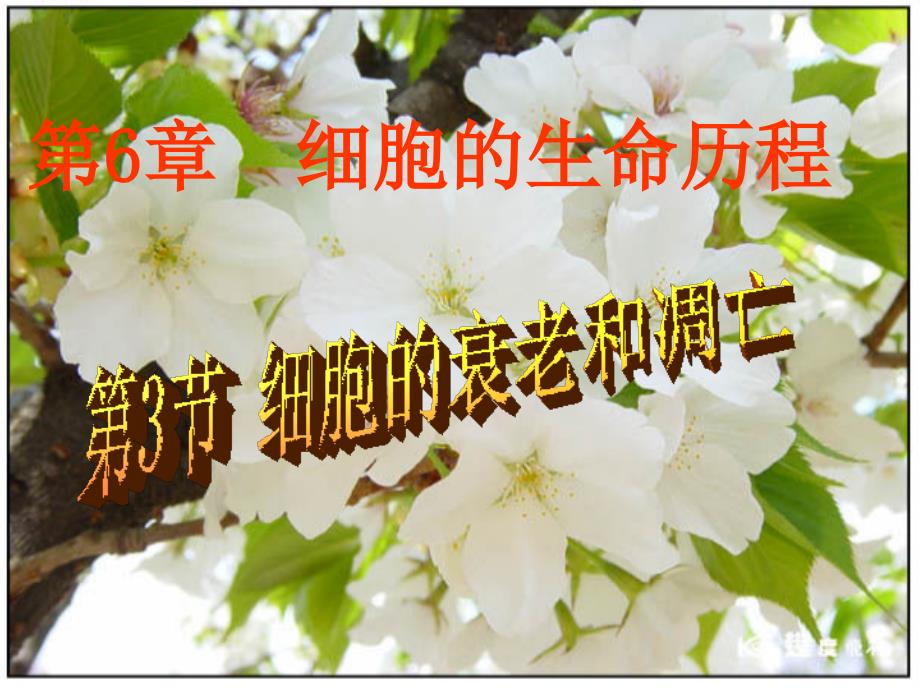 市级公开课课件细胞的衰老和凋亡.ppt_第3页