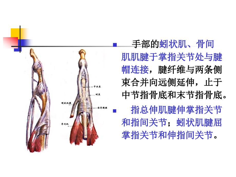 指伸屈肌腱断裂ppt课件.ppt_第3页