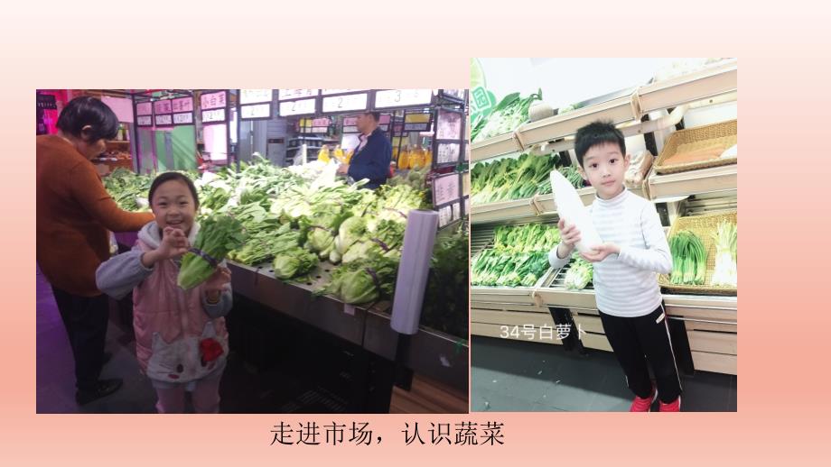 小学四年级综合实践活动.学习种蔬菜27张ppt.pptx_第3页