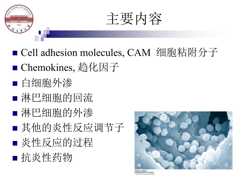 白细胞的活化与迁移.ppt_第2页
