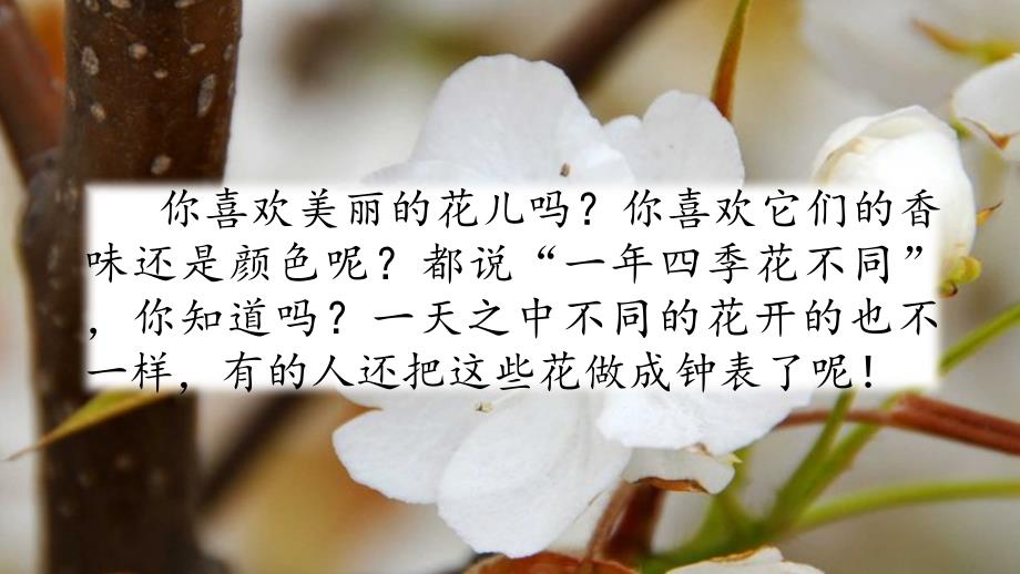 最新人教版部编本三年级下册语文第13课花钟ppt课件50页.pptx_第1页