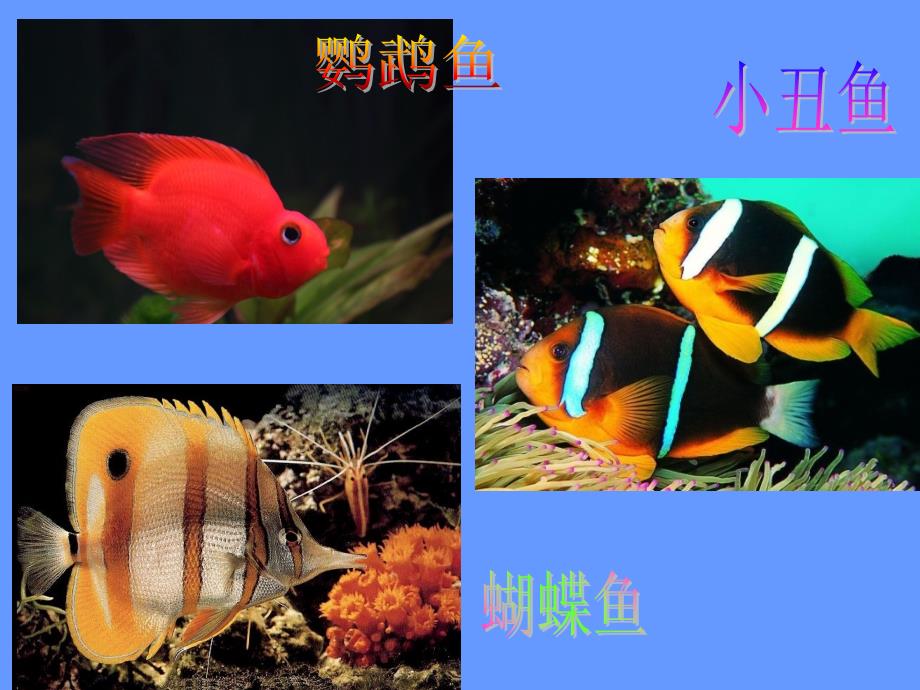 热带鱼乐园PPT课件.ppt_第3页