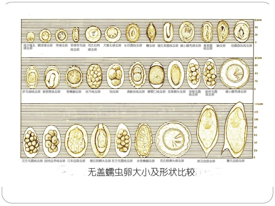 常见蠕虫卵鉴别.pptx_第3页