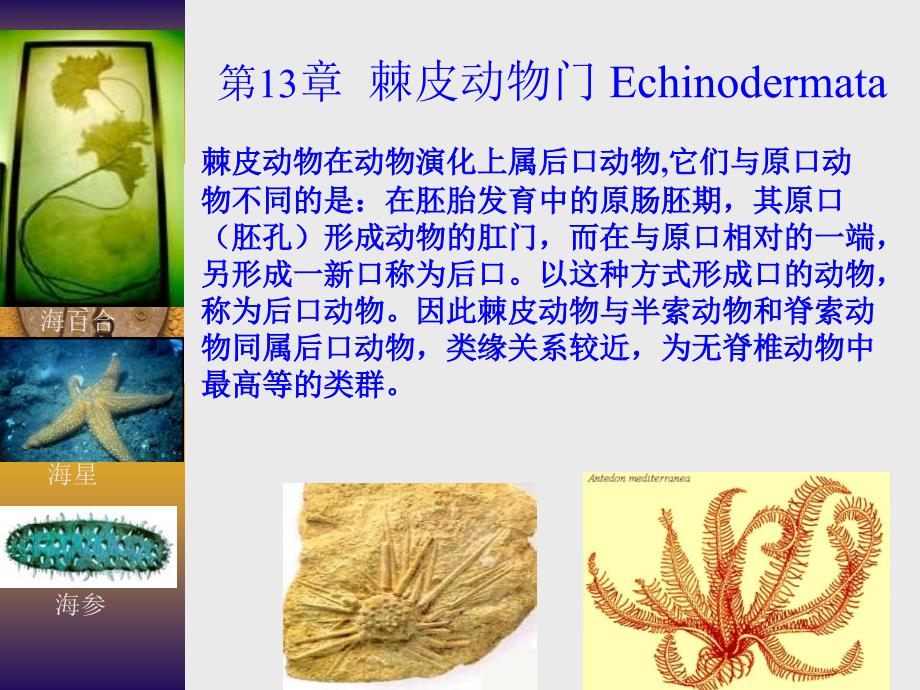 棘皮动物门PPT课件.ppt_第1页
