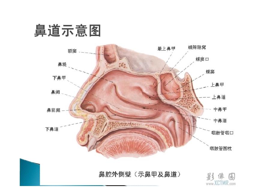 支气管镜检查顺序.ppt_第3页