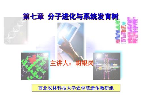 核酸蛋白质序列进化分析.ppt