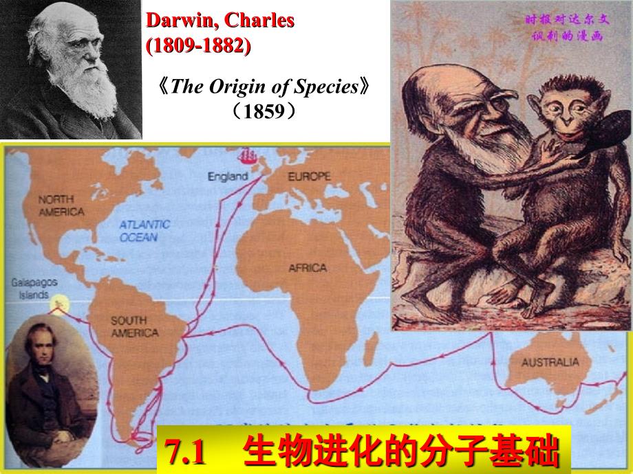 核酸蛋白质序列进化分析.ppt_第3页