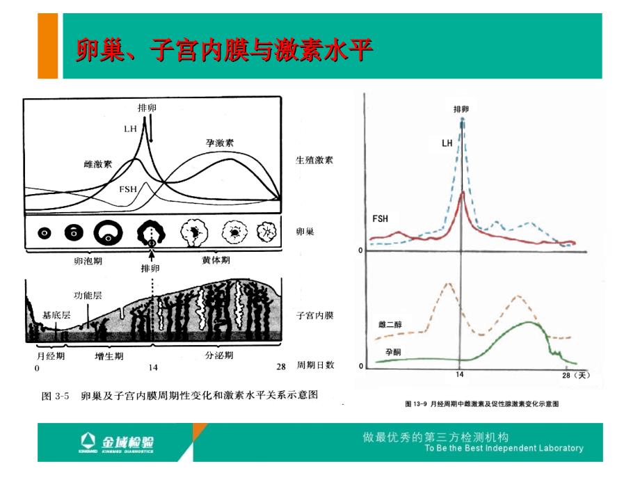 性激素临床应用PPT课件.ppt_第3页