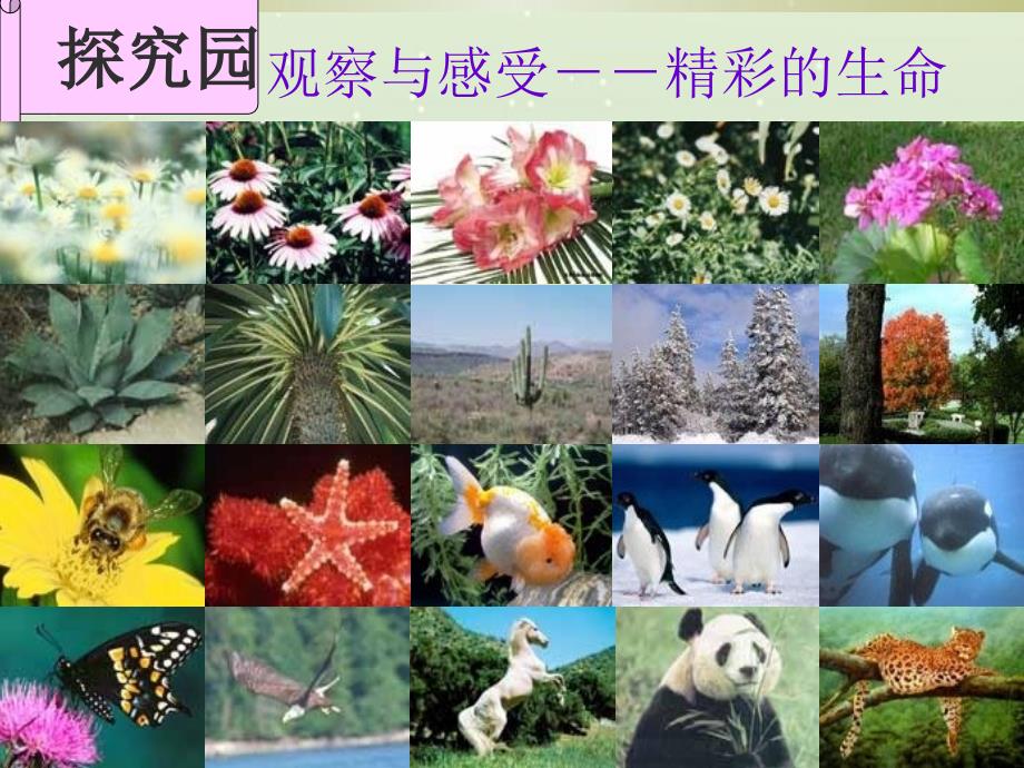 珍爱生命的主题班会课件PPT.ppt_第3页