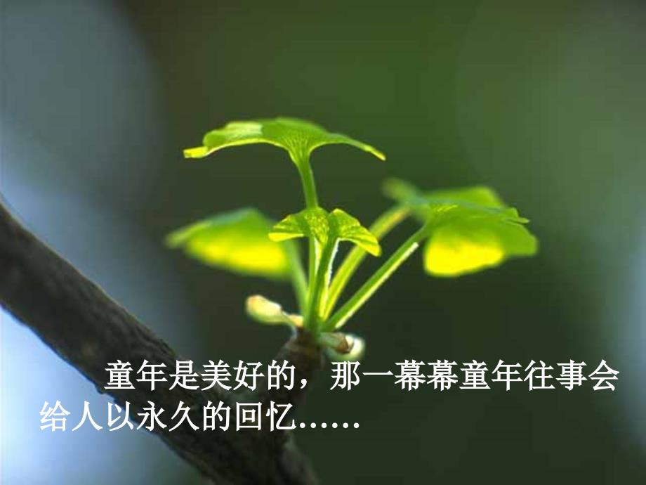 桂花雨课件PPT课件.ppt_第1页