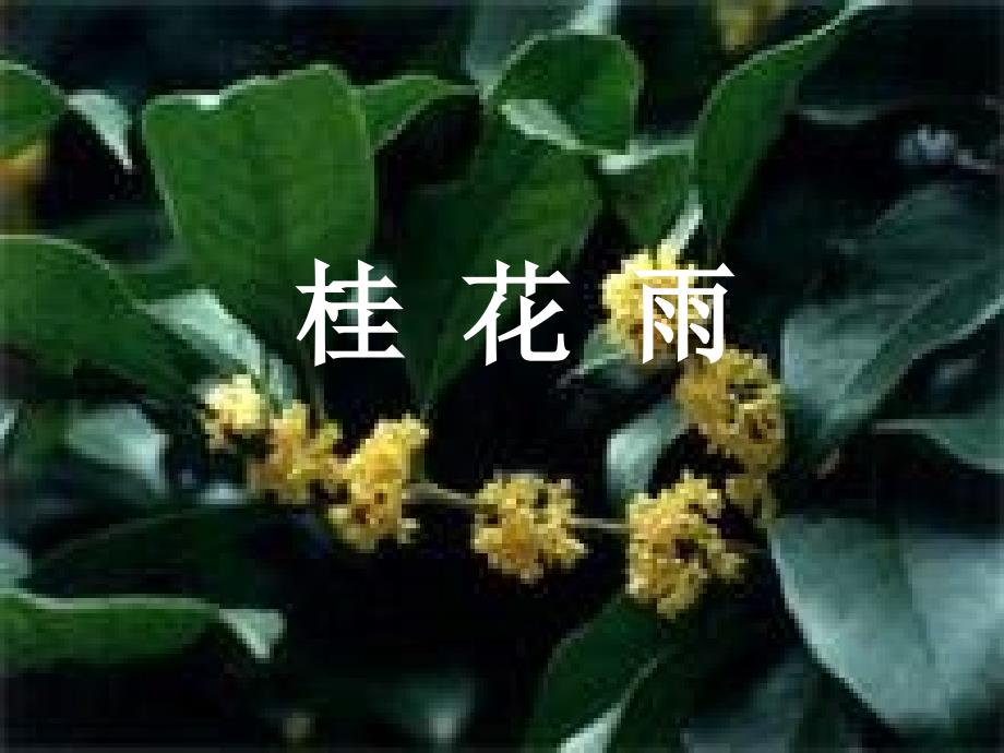 桂花雨课件PPT课件.ppt_第2页