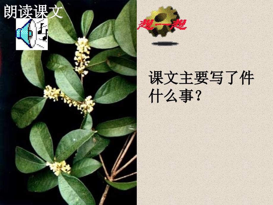 桂花雨课件PPT课件.ppt_第3页