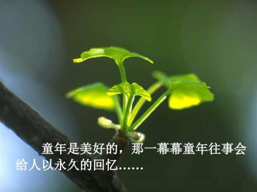 桂花雨课件PPT课件.ppt
