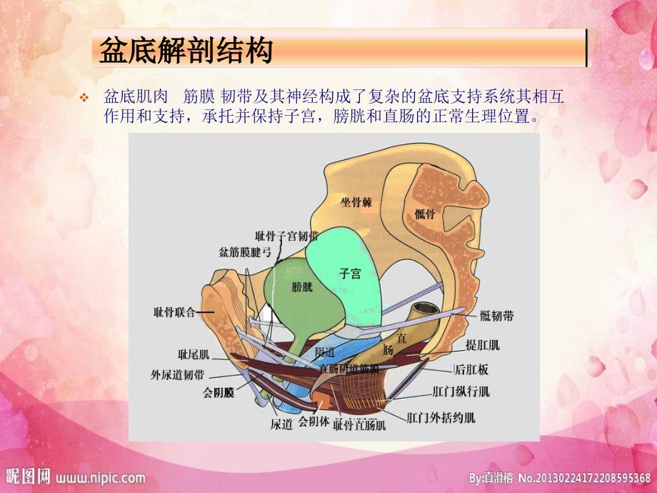 盆底肌康复PPT演示课件.ppt_第3页