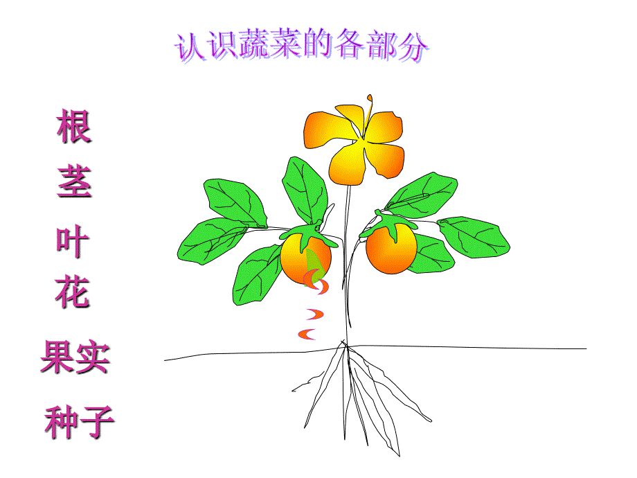 幼儿教育蔬菜的哪个部位可以吃.ppt_第3页