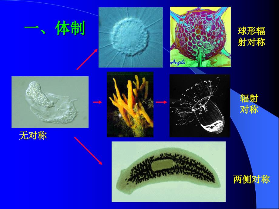 无脊椎动物演化PPT课件.ppt_第2页