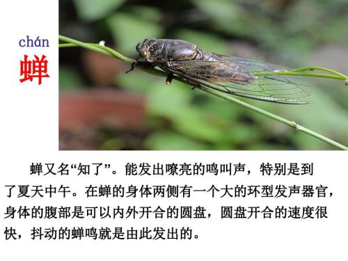 所见袁枚课件.ppt