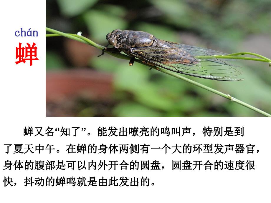所见袁枚课件.ppt_第1页