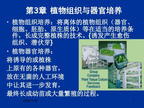 植物组织培养与器官培养.ppt