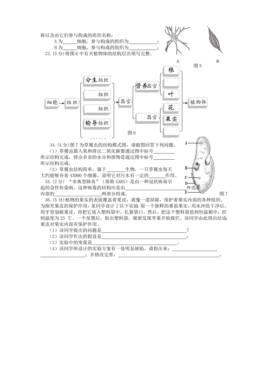 新人教版七年级生物上册期中考试卷及答案集.doc_第3页