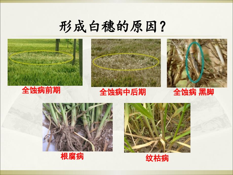 小麦主要病虫害PPT课件.ppt_第3页