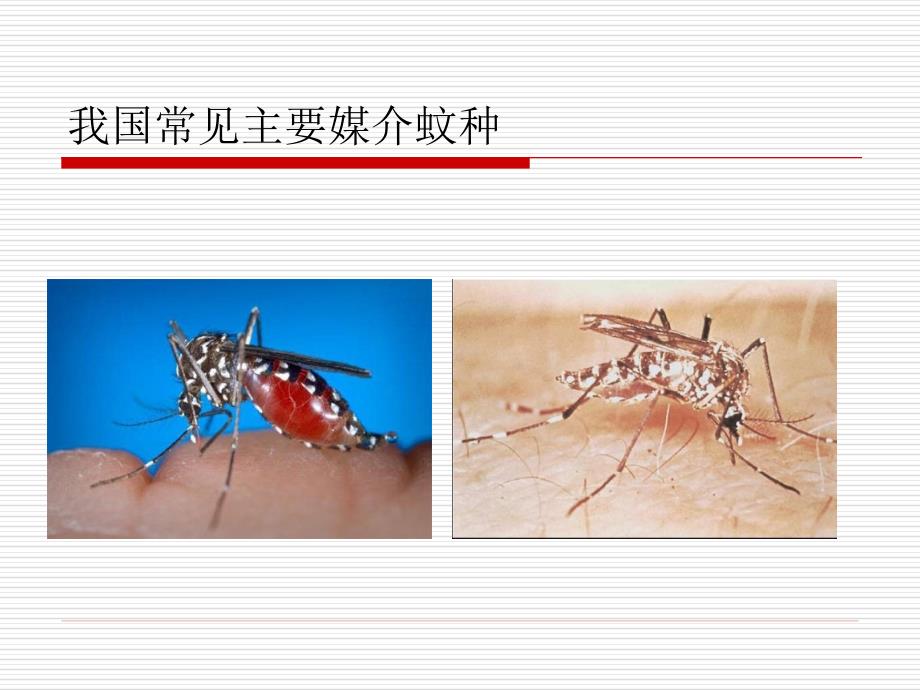 病媒生物防治PPT课件.ppt_第3页