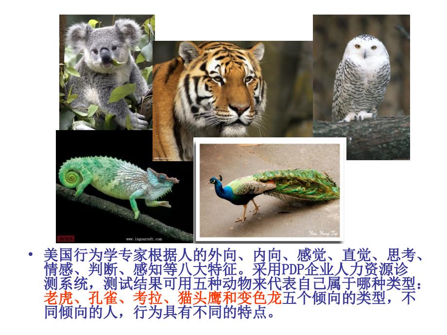性格测试考拉孔雀老虎猫头鹰.ppt_第2页