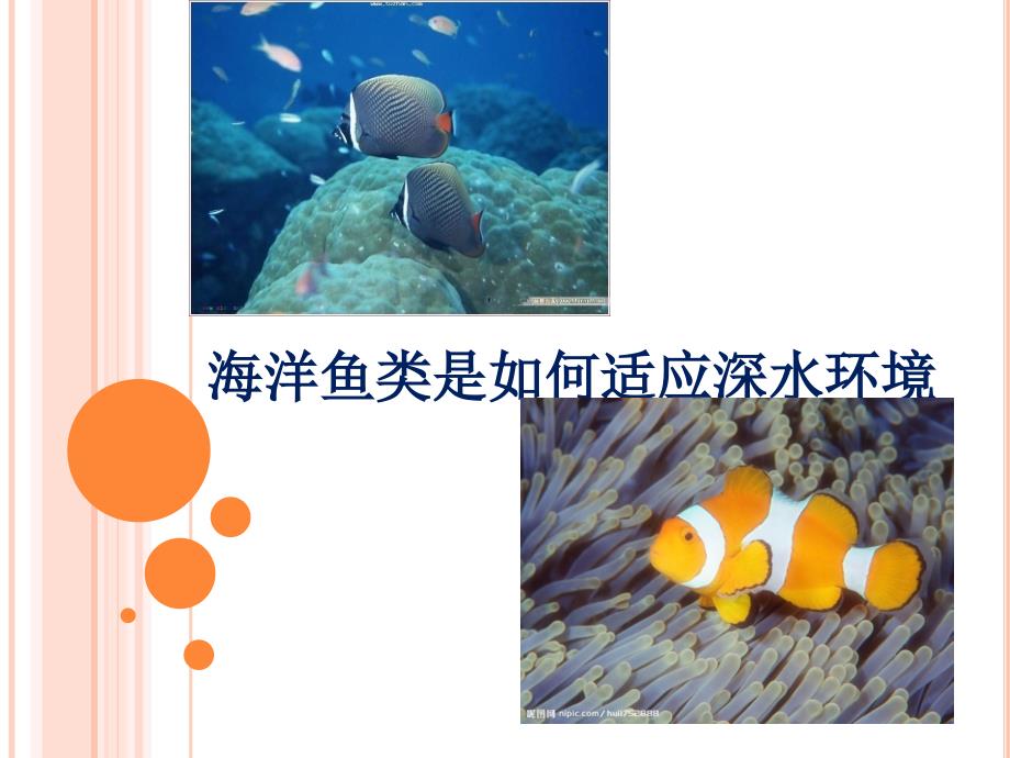 海洋鱼类是如何适应深水环境.ppt_第1页