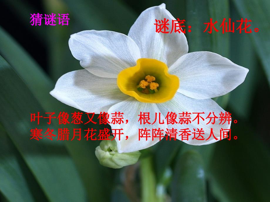 小学音乐对鲜花课件1PPT.ppt_第3页