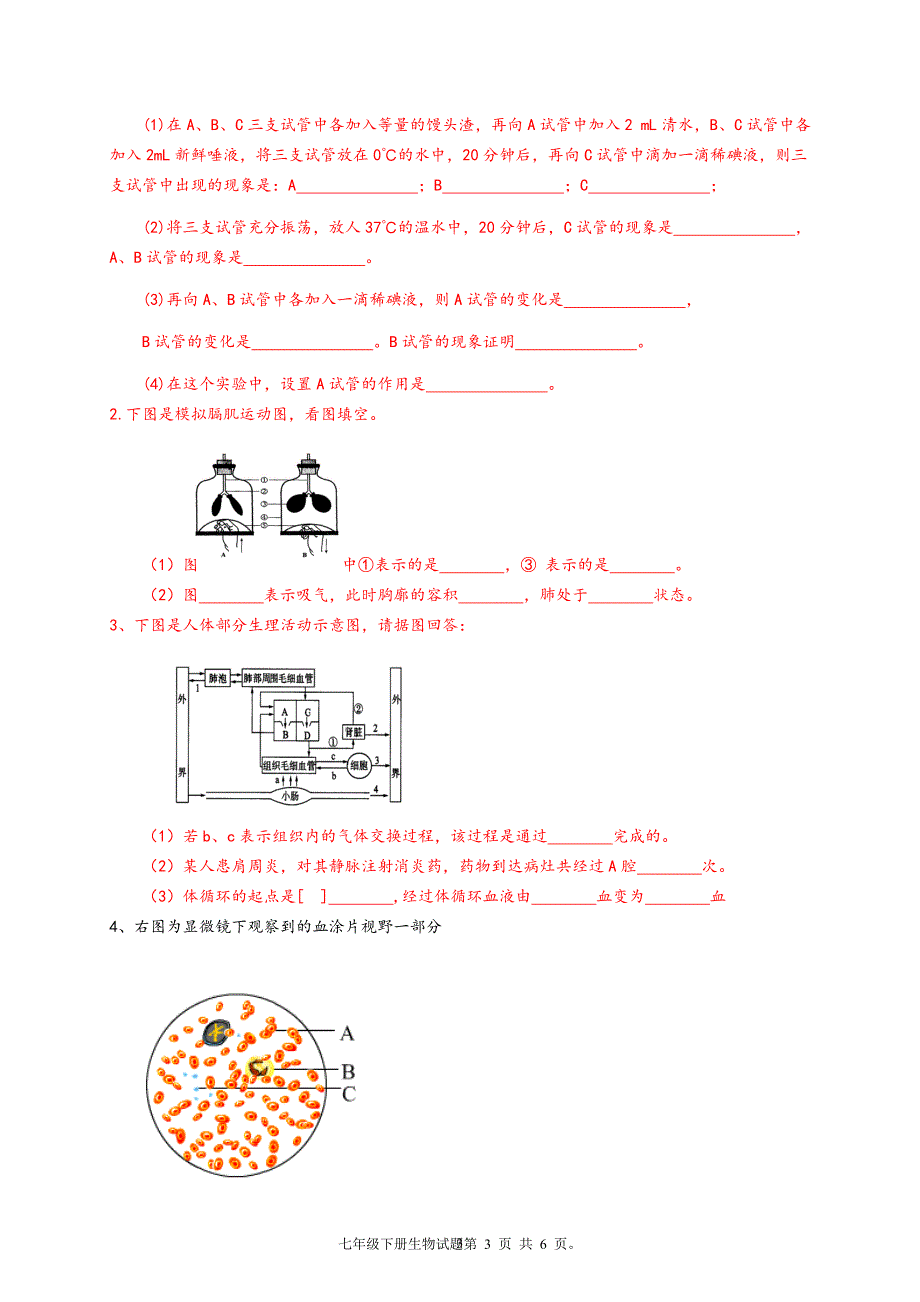 新人教版初中七年级下册生物期末测试试题含答案.doc_第3页