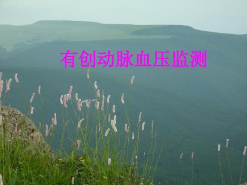 有创动脉血压监测.ppt