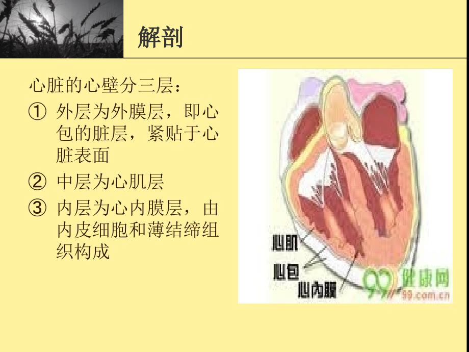 感染性心内膜炎.ppt.ppt_第3页