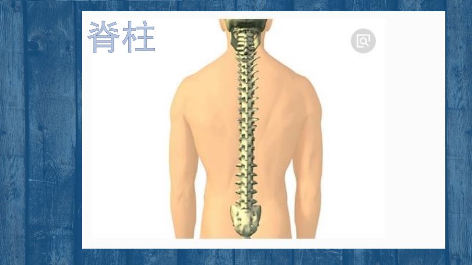 幼儿园大班健康课保护骨骼PPT.pptx_第2页