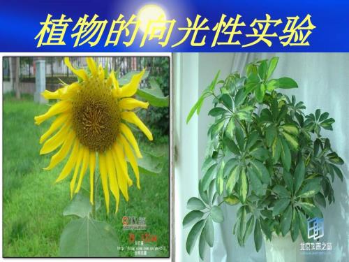 植物向光性实验PPT课件.ppt