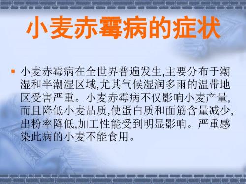 小麦赤霉病的症状PPT课件.ppt