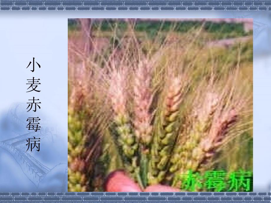 小麦赤霉病的症状PPT课件.ppt_第3页