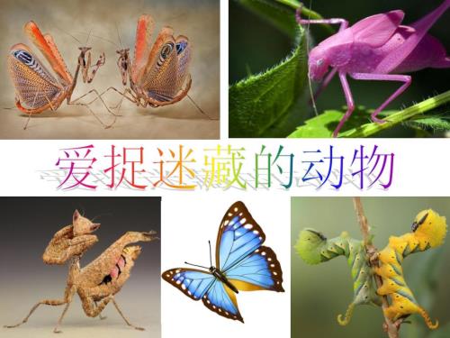 爱捉迷藏的昆虫PPT课件.ppt