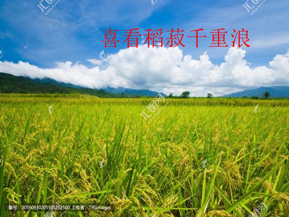 新教材喜看稻菽千重浪课件.ppt_第1页